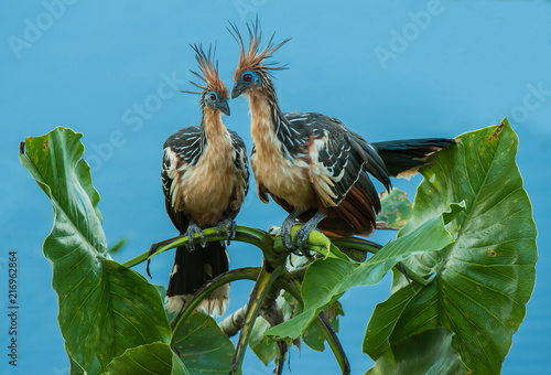 Ecuador amazonia Hoatzin two birds with crest photo