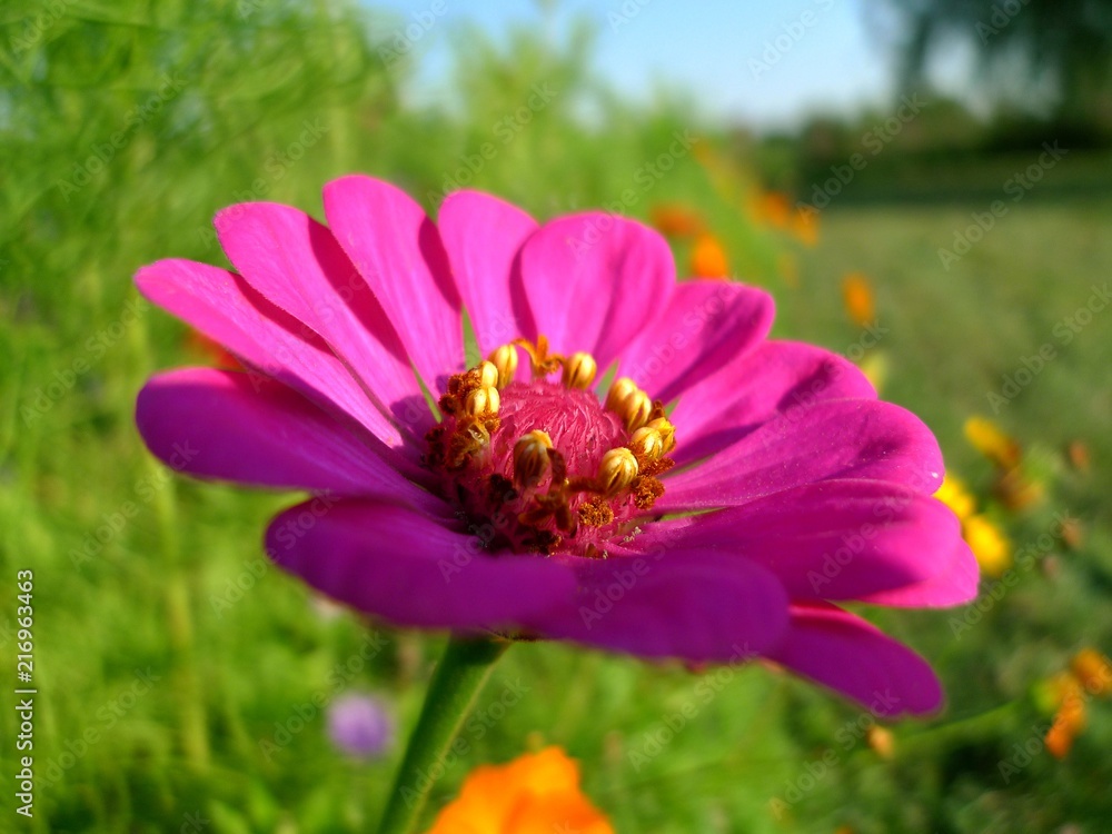 Magnifique fleur qui capte les rayons du soleil. Magnifique fleur qui capte les rayons du soleil.
