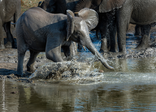 South Africa - Elephant playing with water