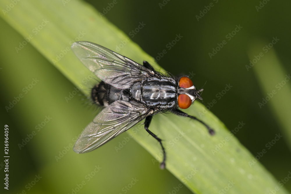 large common fly, sits comfortably on the blade of grass, view from above large common fly, sits comfortably on the blade of grass, view from above