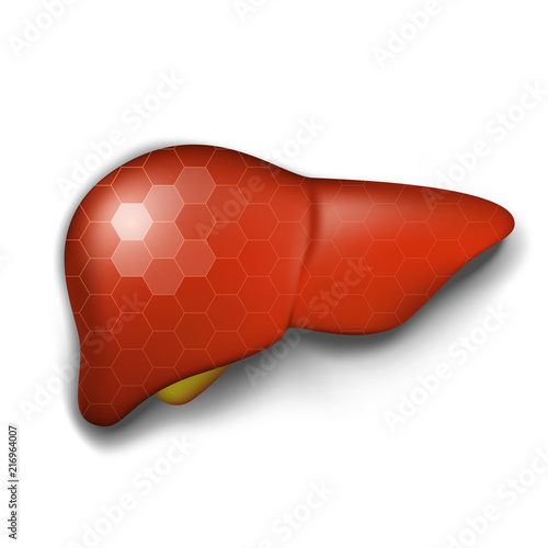 Healthy human liver with hexagonal protection, medical vector concept