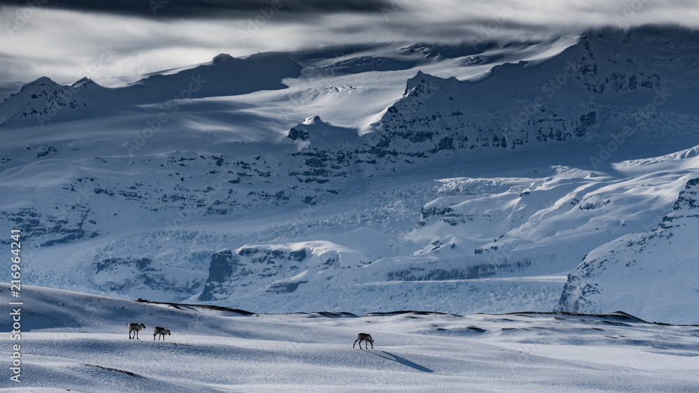 Iceland - reindeer in front of glacier