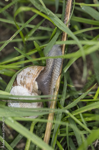 pomatia snail between grass