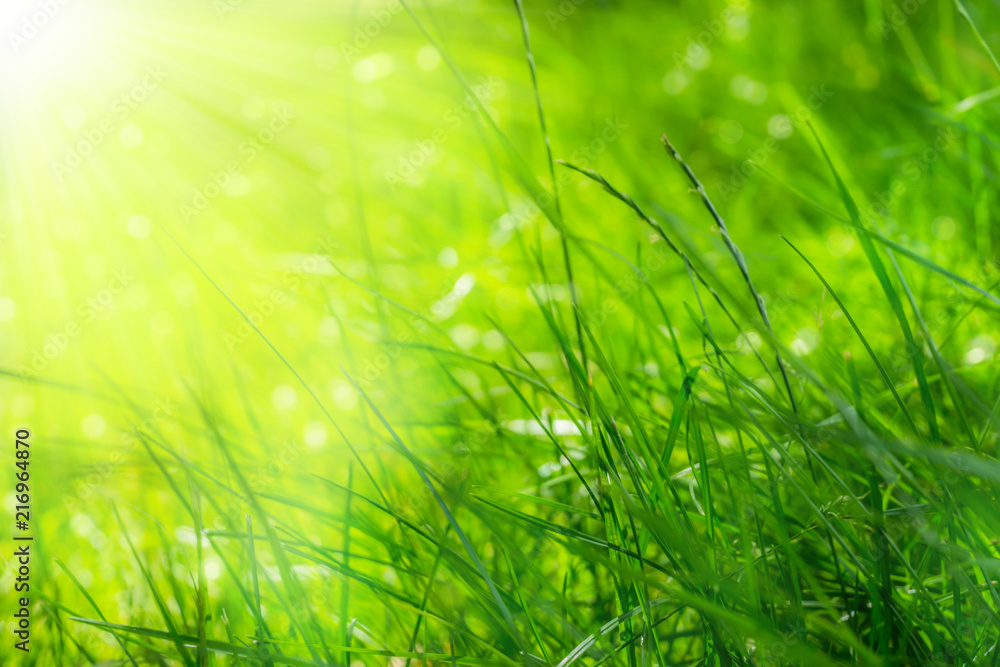 Obraz premium źdźbła trawy z bliska