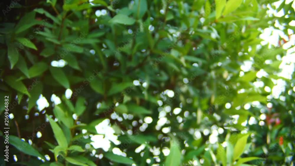blur bokeh of green tree in the morning blur bokeh of green tree in the morning