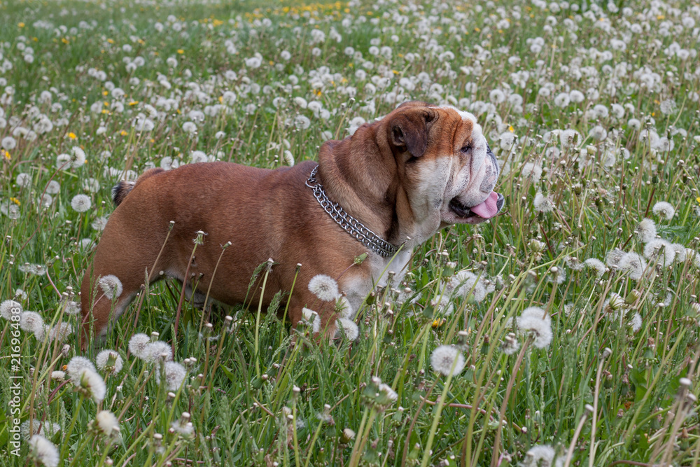 English bulldog is standing in the field of blossoming dandelions. English bulldog is standing in the field of blossoming dandelions.