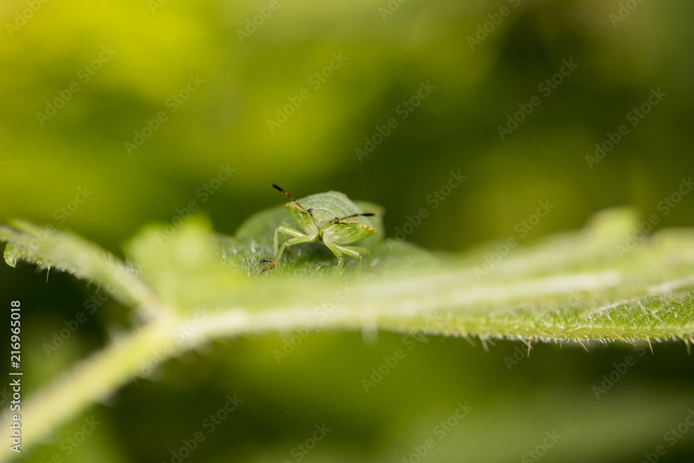 Palomena prasina, green worm protrudes from behind the leaf Palomena prasina, green worm protrudes from behind the leaf