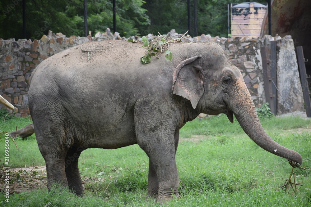 Fototapeta premium elephant
