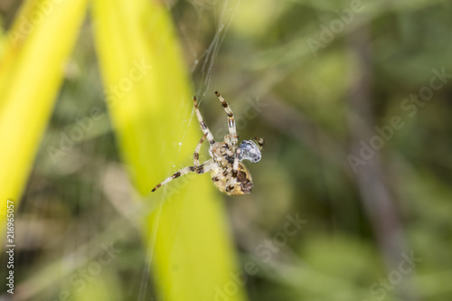 small spider wraps its food on the net