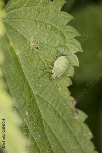 Palomena prasina, green insect on a green leaf