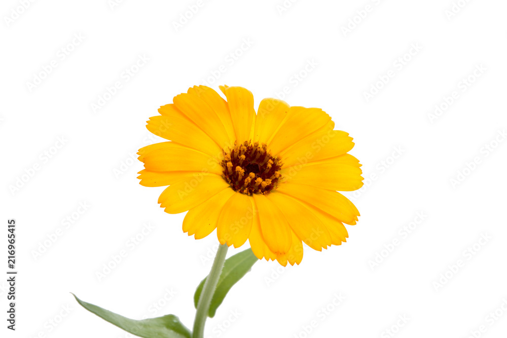 orange calendula flower isolated on the white orange calendula flower isolated on the white