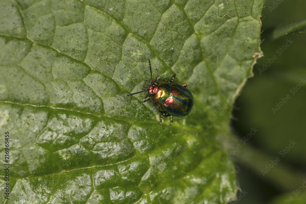 Fototapeta premium Chrysolina fastuosa, colorful beetle, amazing colors, goes through the leaf, top view