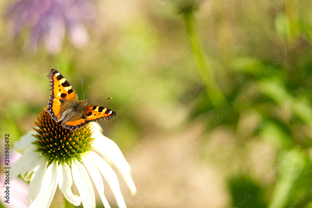 Obraz premium Daisy with butterfly.