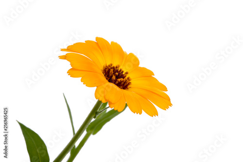 orange calendula flower isolated on the white