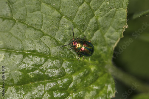 Chrysolina fastuosa, colorful beetle, amazing colors, goes through the leaf, top view