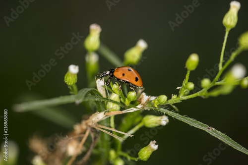 small red ladybug walks around the plant