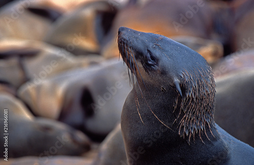 Proud seal with warm colors in Namibia Cape cross reserve