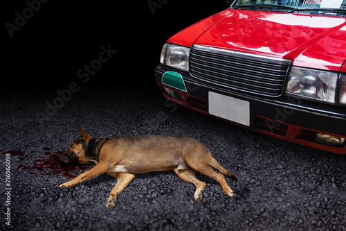 Car hit the dog death on the road pets accident drive carefully