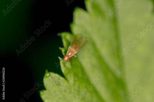 Drosophila melanogaster a small gold fly sits on a green leaf © marcinmaslowski