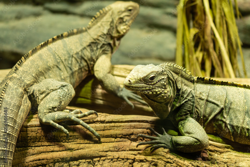 Fototapeta premium two iguanas lie on a log