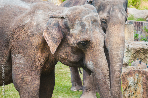  close-up two elephants muzzle