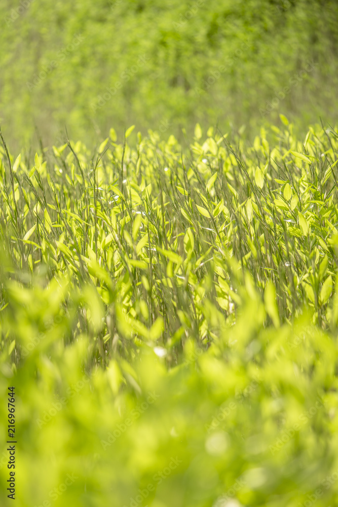 Field of plants of Koishikawa Korakuen Park in Tokyo. Field of plants of Koishikawa Korakuen Park in Tokyo.