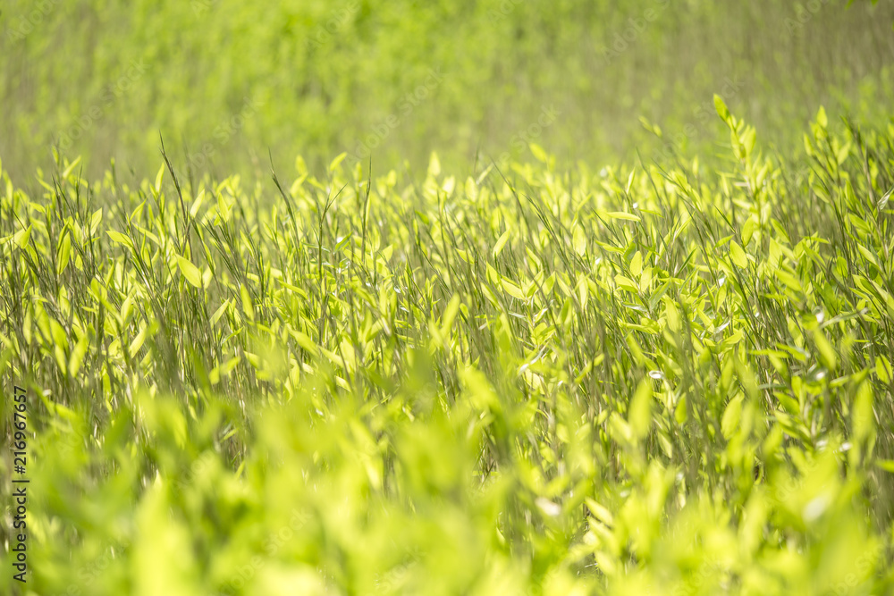 Field of plants of Koishikawa Korakuen Park in Tokyo. Field of plants of Koishikawa Korakuen Park in Tokyo.