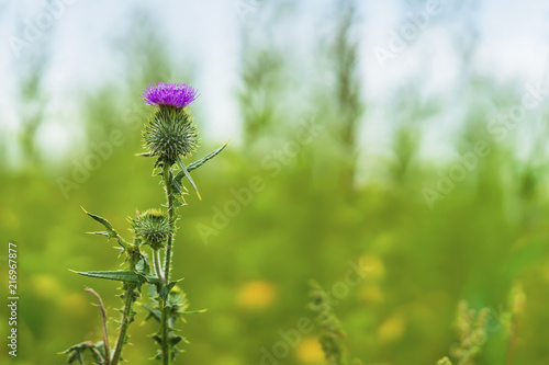 Thistle flower close up on green grassy background with sky  selective focus