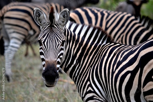 Fototapeta Naklejka Na Ścianę i Meble -  Zebra Looking Back