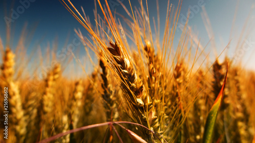 Grain field in autumn