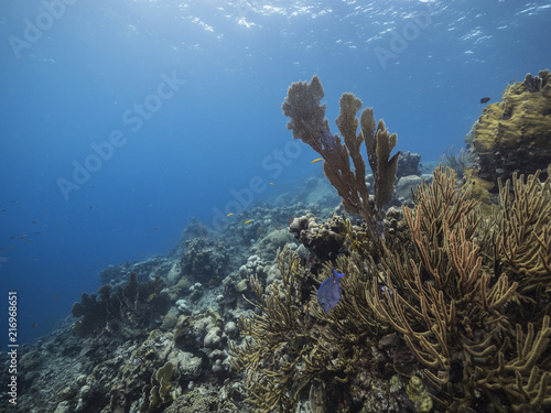 Seascape of coral reef   Caribbean Sea   Curacao with various hard and soft corals  sponges and sea fan