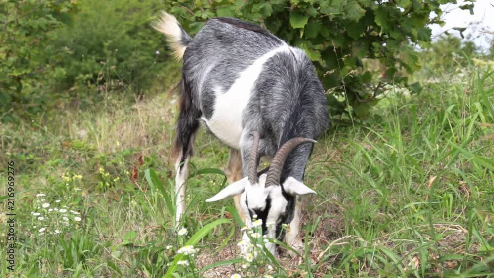 The goat grazes in the field. The goat eats grass. The goat grazes in the field. The goat eats grass.