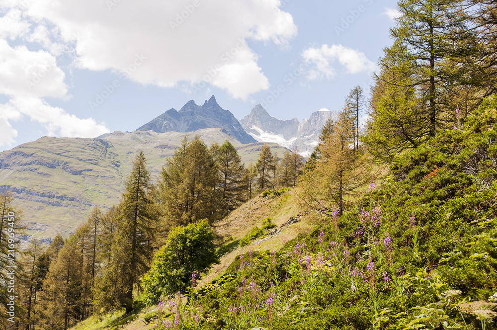 Obraz premium Zermatt, Alpen, Findeln, Findelbach, Zinalrothorn, Ober Gabelhorn, Wellenkuppe, Gletscher, Wanderweg, Findelschlucht, Lärchenwald, Wallis, Bergblumen, Sommer, Schweiz