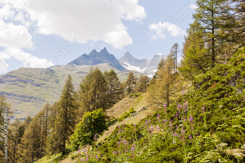 Zermatt, Alpen, Findeln, Findelbach, Zinalrothorn, Ober Gabelhorn, Wellenkuppe, Gletscher, Wanderweg, Findelschlucht, Lärchenwald, Wallis, Bergblumen, Sommer, Schweiz