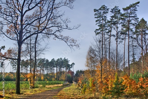 Fototapeta Naklejka Na Ścianę i Meble -  Las i poręba, Jesienne lasy z dominującymi sosnami, gospodarka leśna, wyrąb drzew