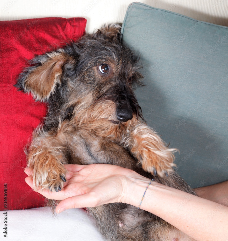 Massaggio e carezze cane bassotto Massaggio e carezze cane bassotto