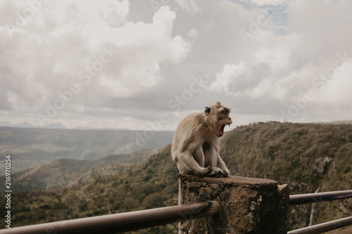 Affe in Berglandschaft © Isabel