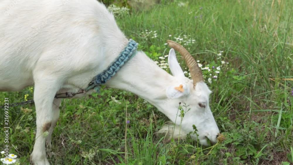 The goat eats grass. A white goat grazing in the field. The goat eats grass. A white goat grazing in the field.