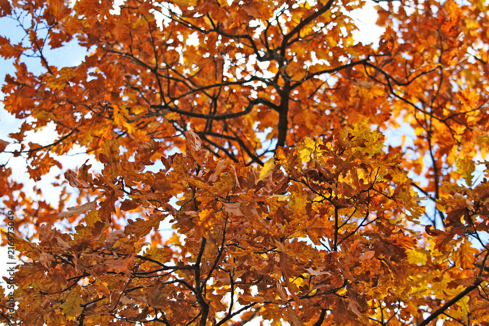 Landscape. Beautiful autumn golden forest. Landscape. Beautiful autumn golden forest.