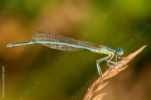 Damselfly sitting on dry grass at sunset . Isolated on green background - close-up