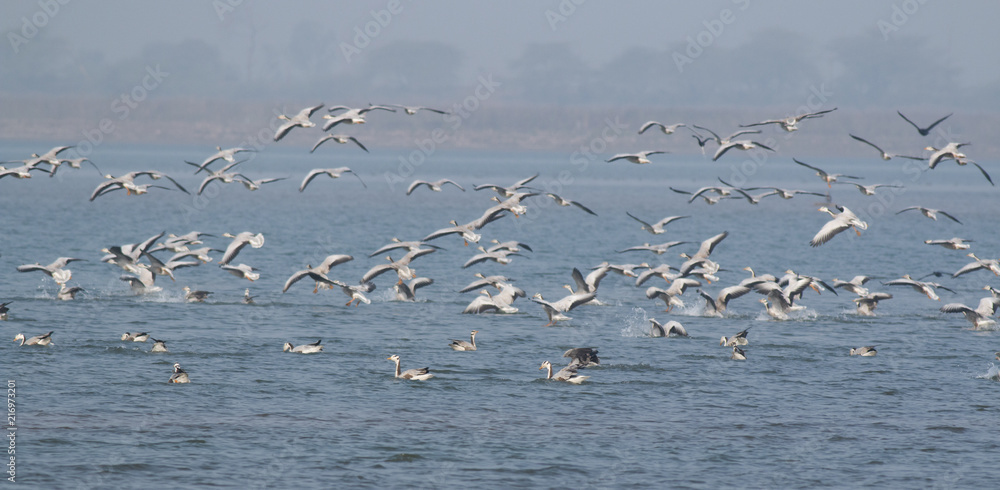 Flock of Birds landing in river 