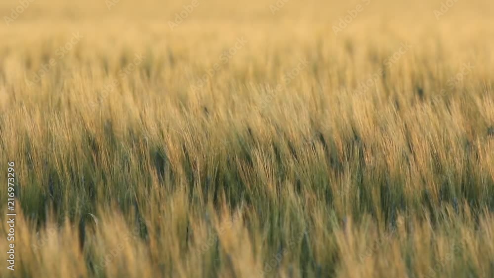 Beautiful cereal crop in golden light weaving back and forth in the wind. Beautiful cereal crop in golden light weaving back and forth in the wind.