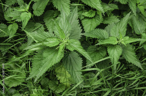 nettle