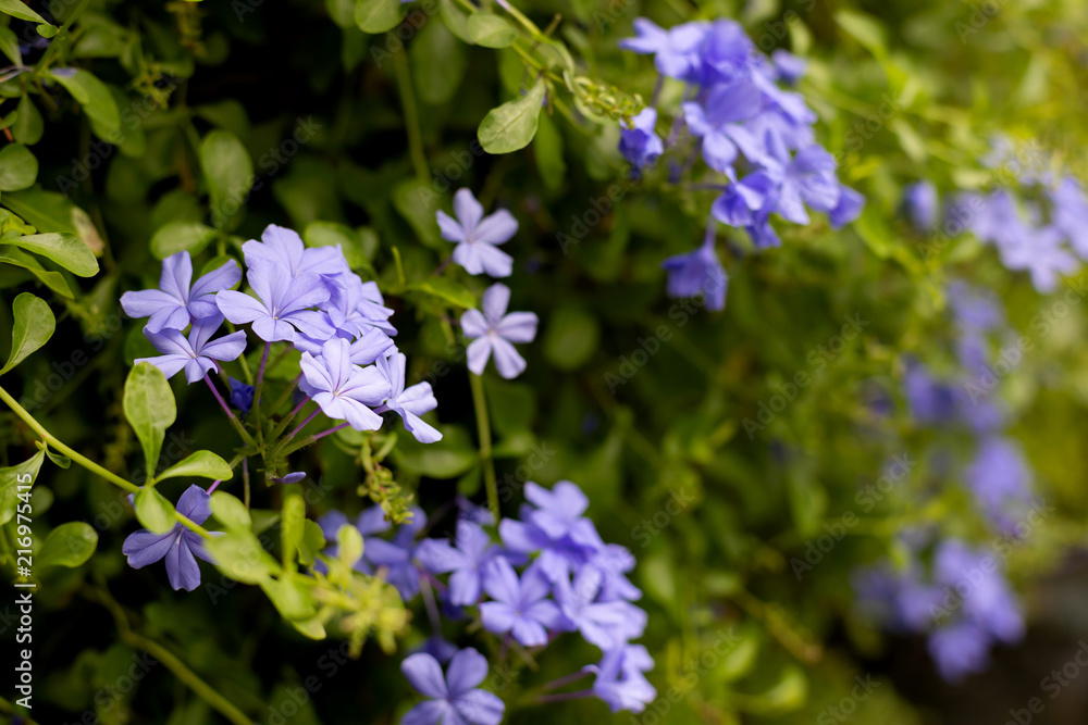 Purple flowers are blooming beautifully with its green leaves in the background. Purple flowers are blooming beautifully with its green leaves in the background.
