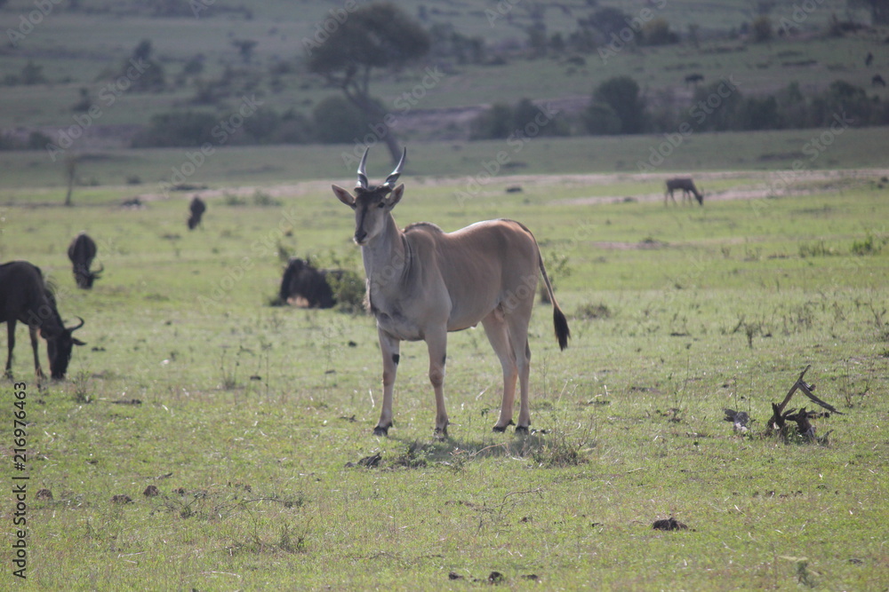 Fototapeta premium Антилопа канна или Эланд (Taurotragus oryx)