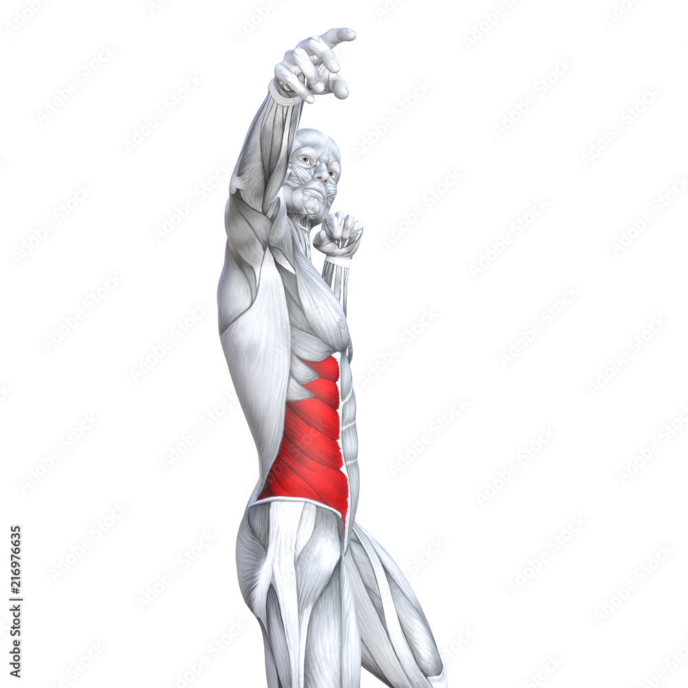 Obraz premium Concept conceptual 3D illustration chest fit strong human anatomy or anatomical and gym muscle isolated, white background for body health with tendons, abs, biological, fitness medical muscular system