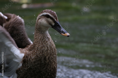 spot   billed duck face