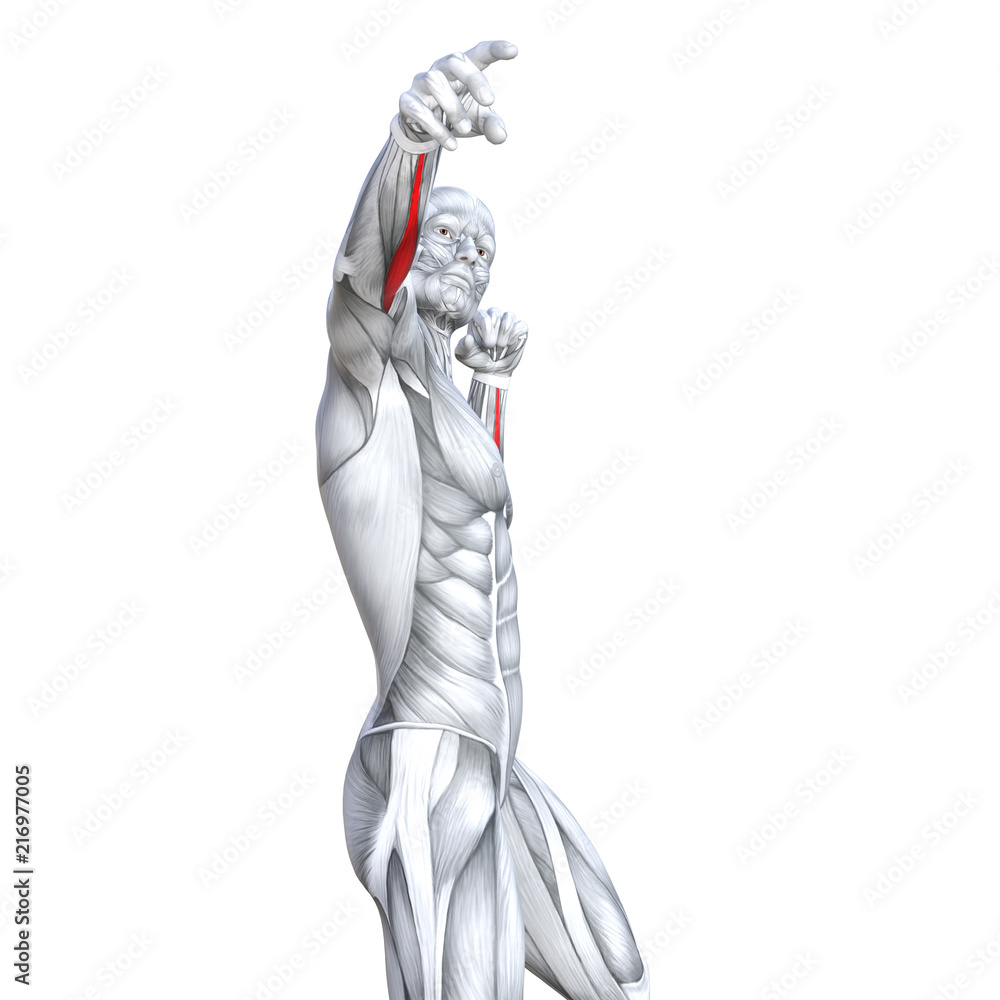 Obraz premium Concept conceptual 3D illustration chest fit strong human anatomy or anatomical and gym muscle isolated, white background for body health with tendons, abs, biological, fitness medical muscular system