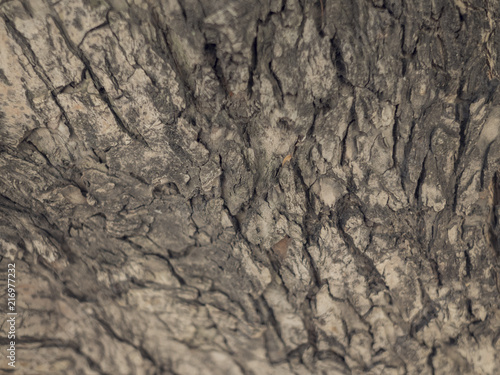 Close up texture of Cedar tree bark