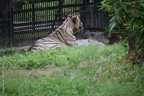 Royal Bengal White Tiger